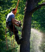 Caboolture Tree Removal Bracken Ridge image 2